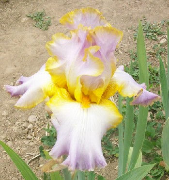 All About Spring