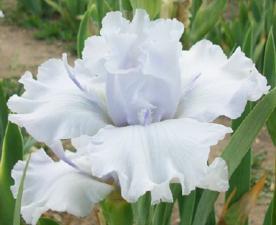 Angel Wings