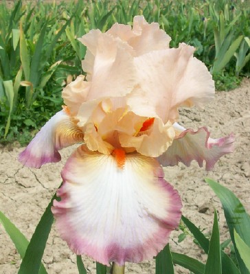 Peach Picotee