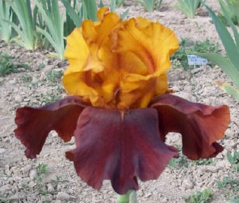 Supreme Sultan
